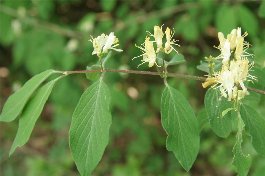 Lonicera xylosteum (door Willem Braam)