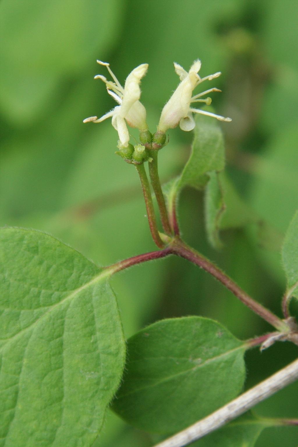 Lonicera xylosteum (door Willem Braam)