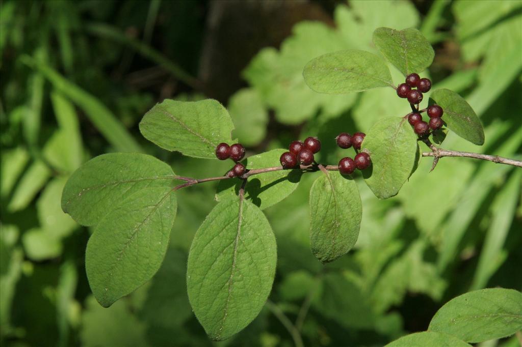 Lonicera xylosteum (door Willem Braam)