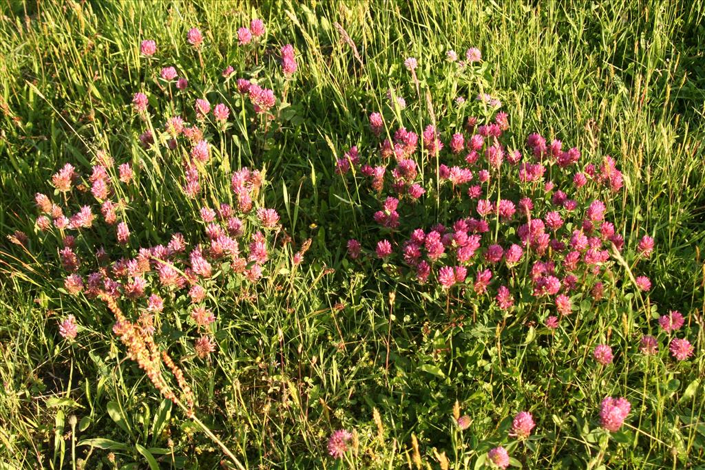 Trifolium pratense (door Willem Braam)