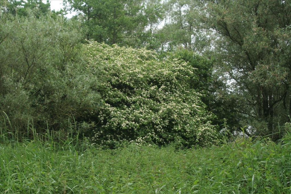 Cornus sanguinea (door Willem Braam)