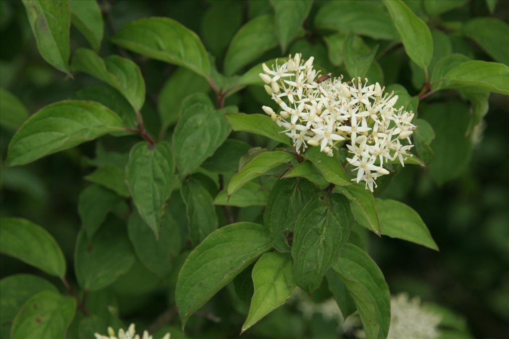 Cornus sanguinea (door Willem Braam)