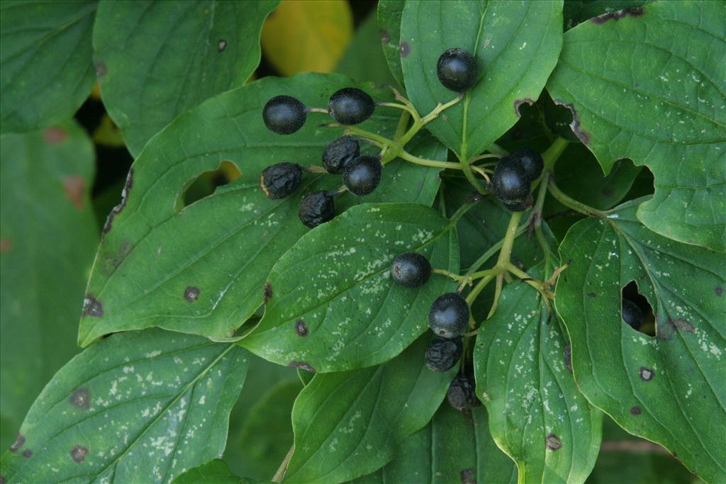 Cornus sanguinea (door Willem Braam)