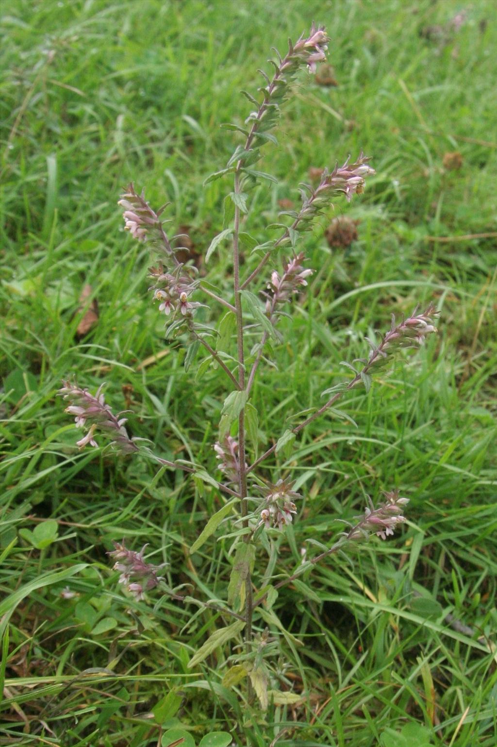 Odontites vernus subsp. serotinus (door Willem Braam)