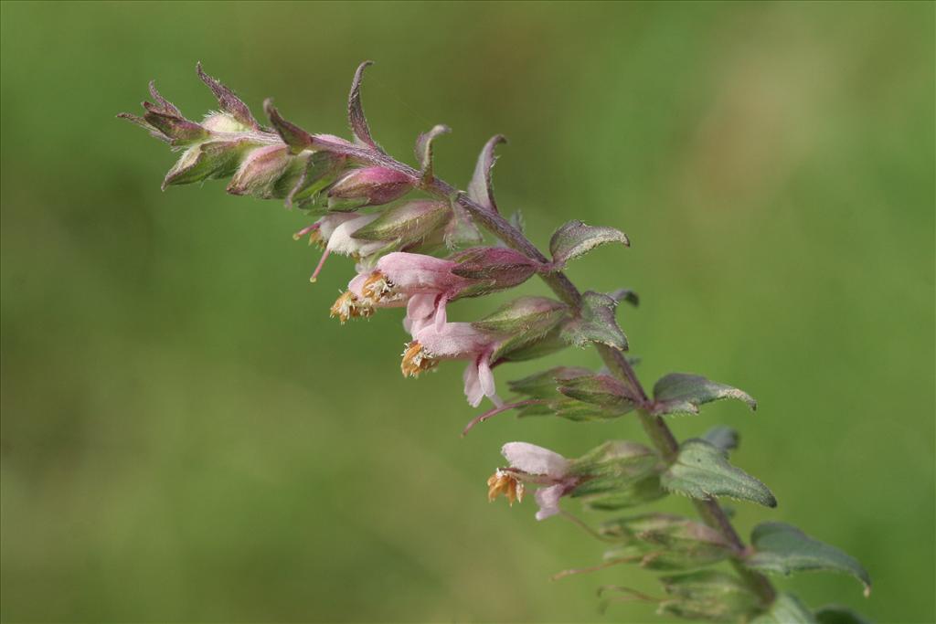 Odontites vernus subsp. serotinus (door Willem Braam)