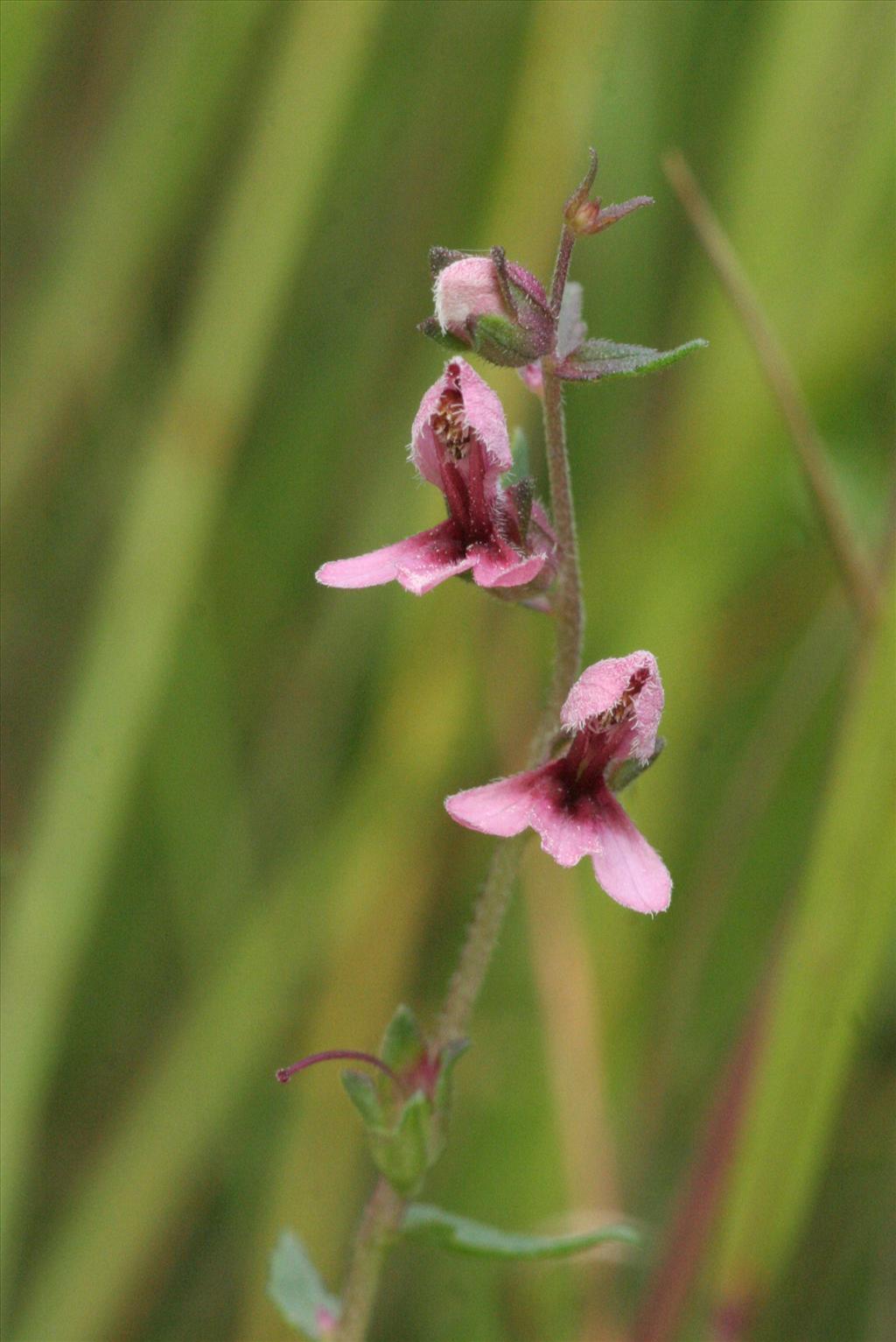 Odontites vernus subsp. serotinus (door Willem Braam)