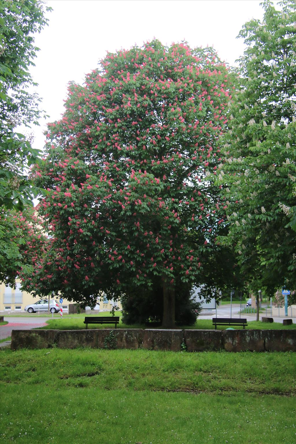 Aesculus x carnea (door Willem Braam)