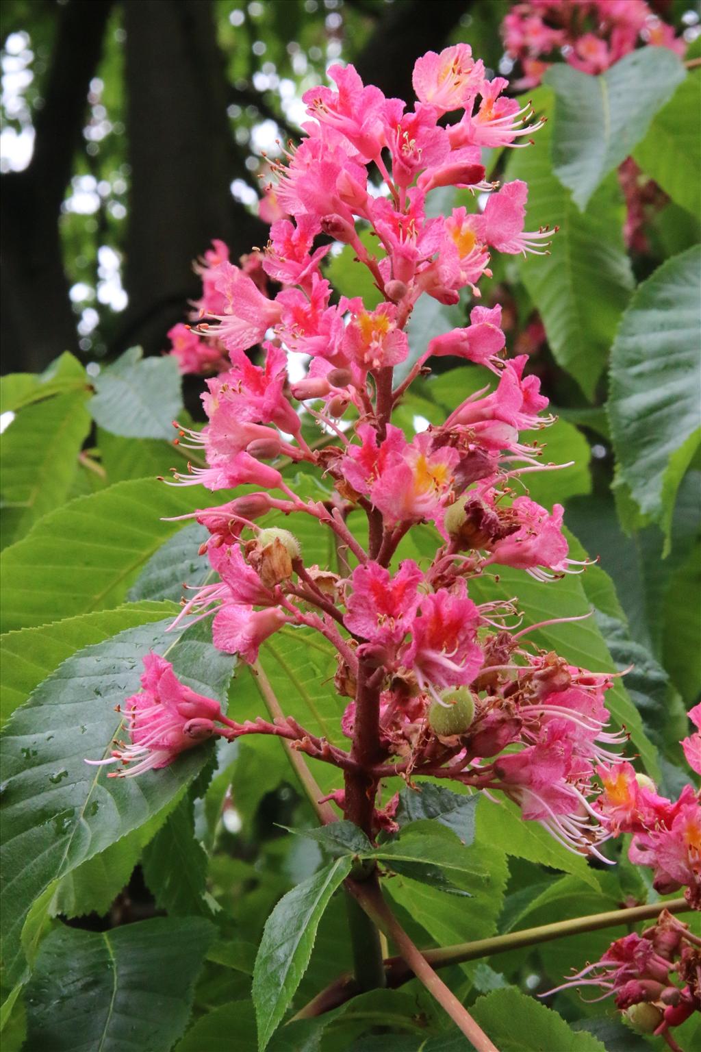 Aesculus x carnea (door Willem Braam)