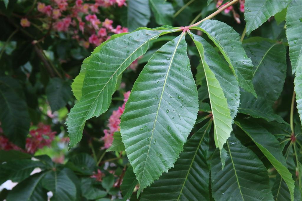 Aesculus x carnea (door Willem Braam)