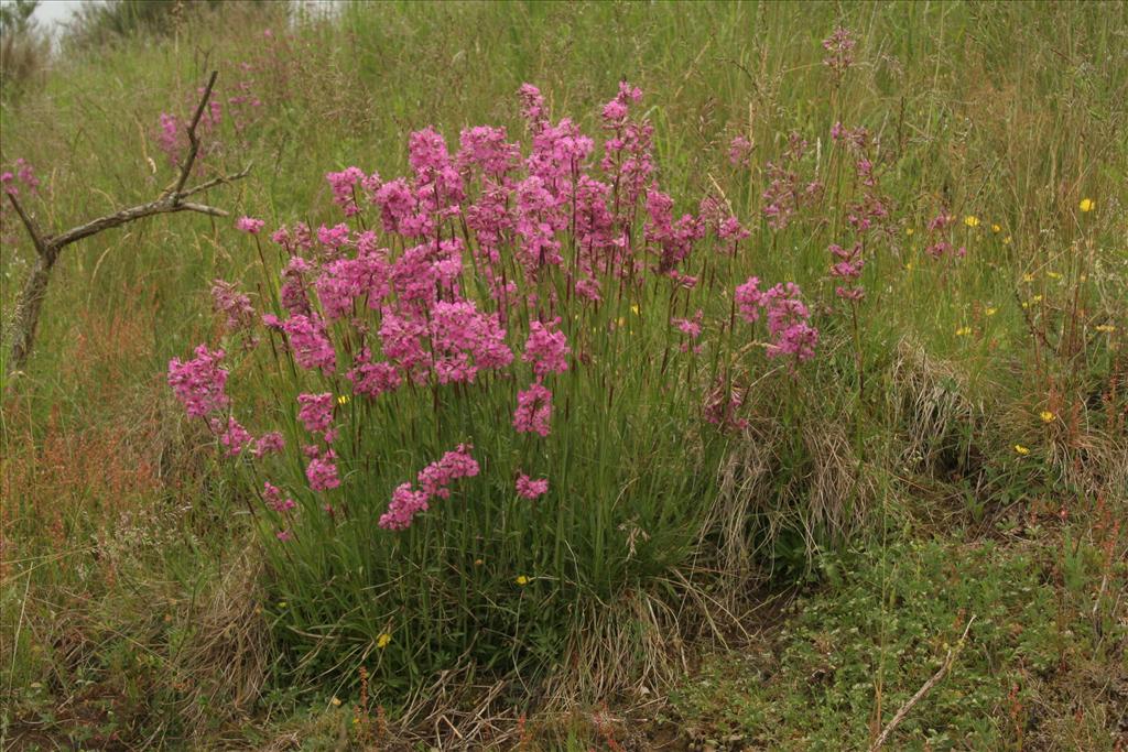 Silene viscaria (door Willem Braam)