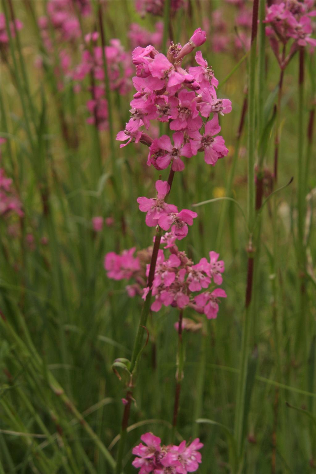 Silene viscaria (door Willem Braam)