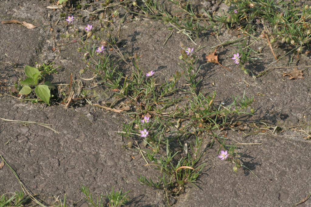 Spergularia rubra (door Willem Braam)