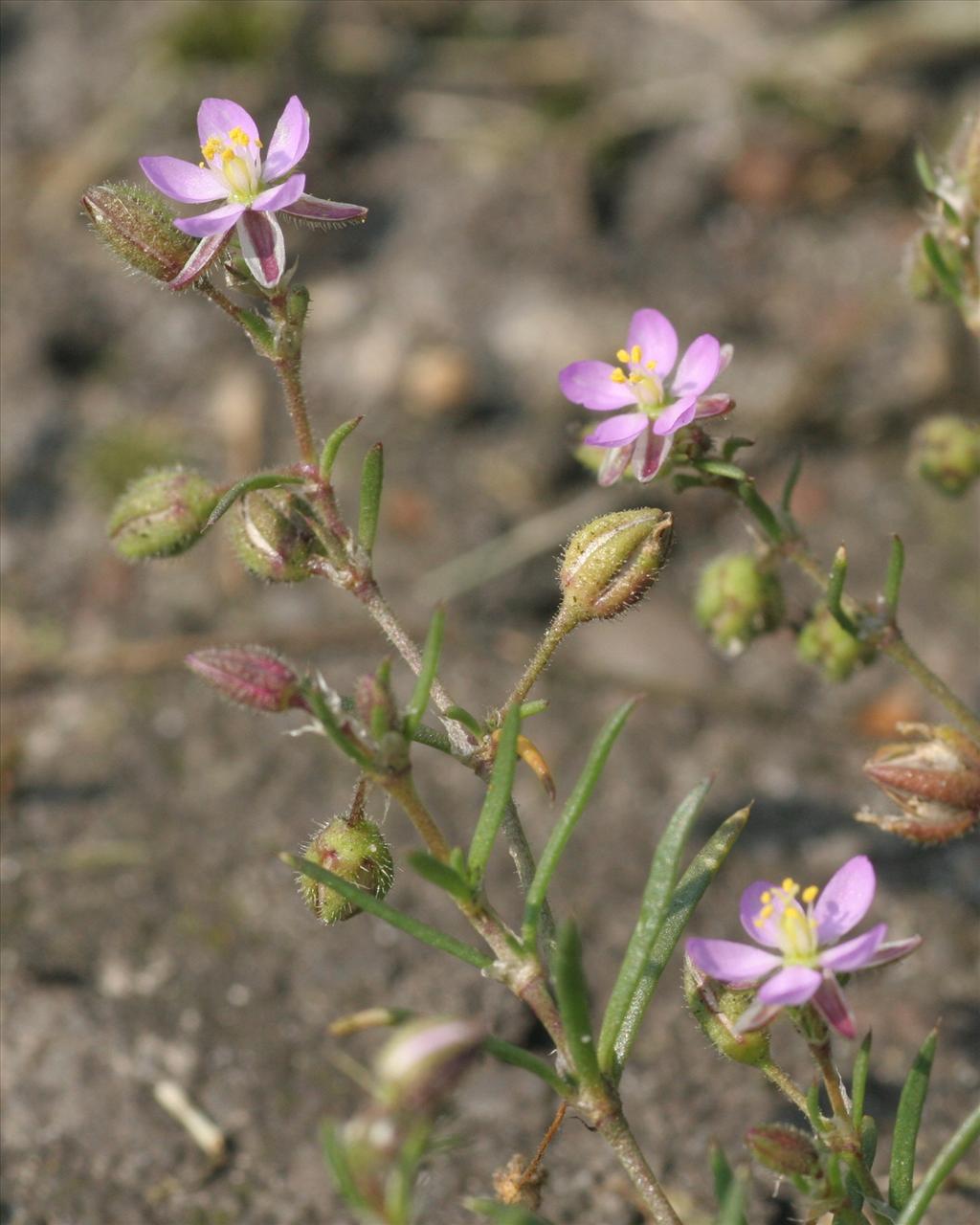 Spergularia rubra (door Willem Braam)