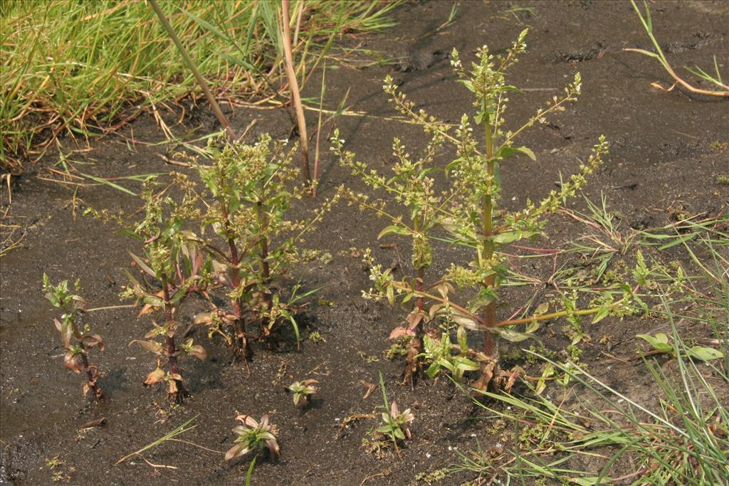 Veronica catenata (door Willem Braam)