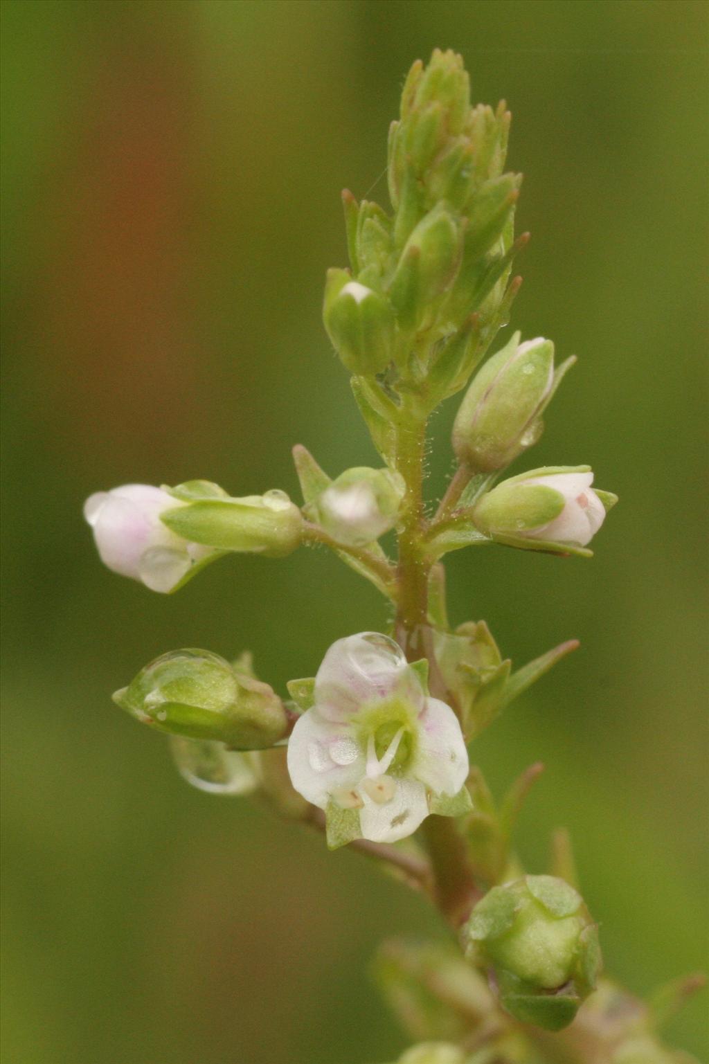 Veronica catenata (door Willem Braam)