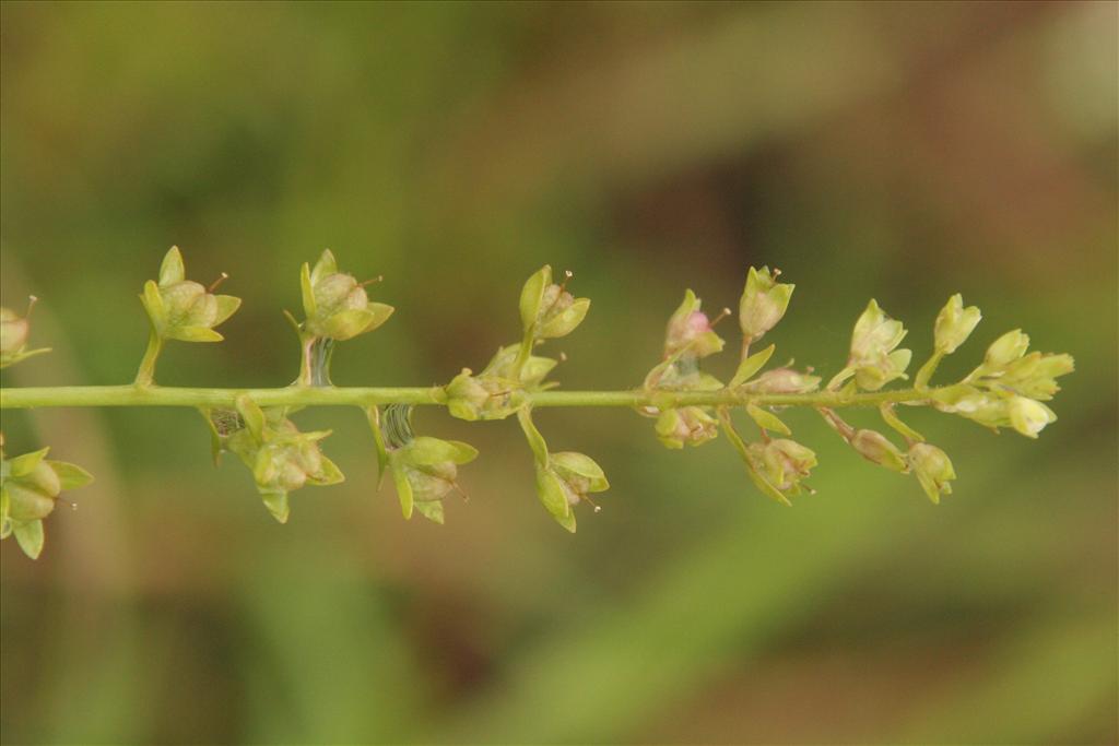 Veronica catenata (door Willem Braam)