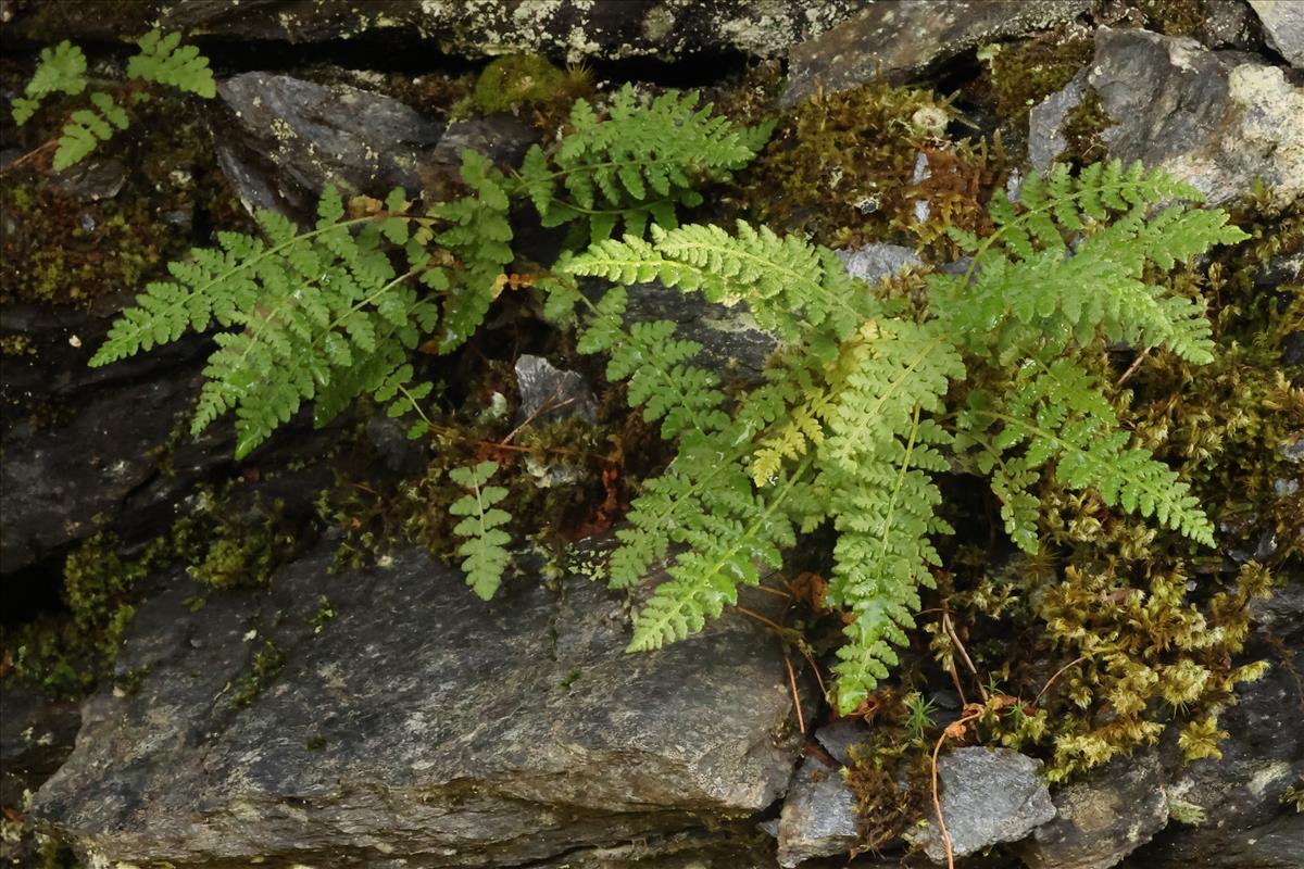Woodsia ilvensis (door Willem Braam)