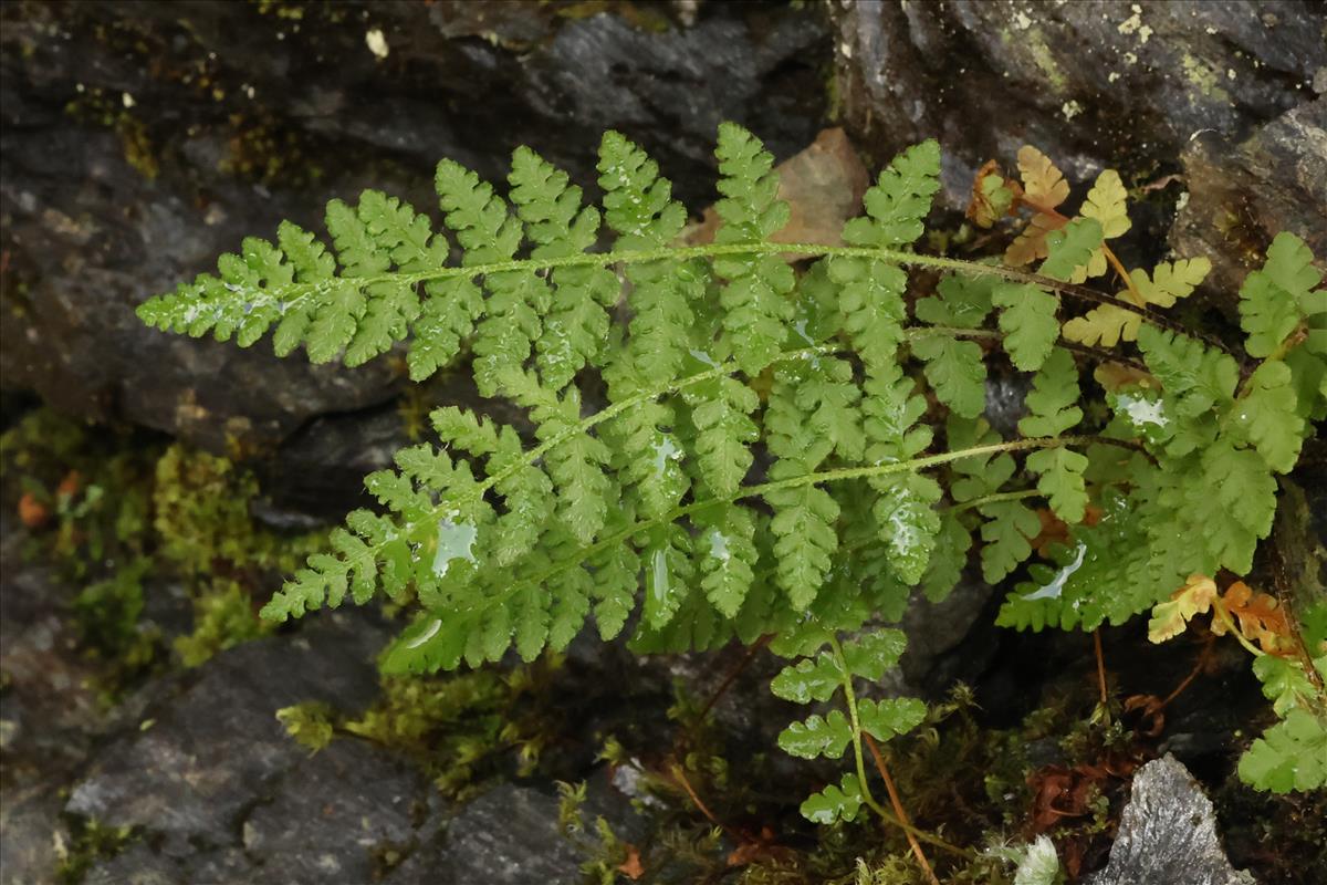 Woodsia ilvensis (door Willem Braam)