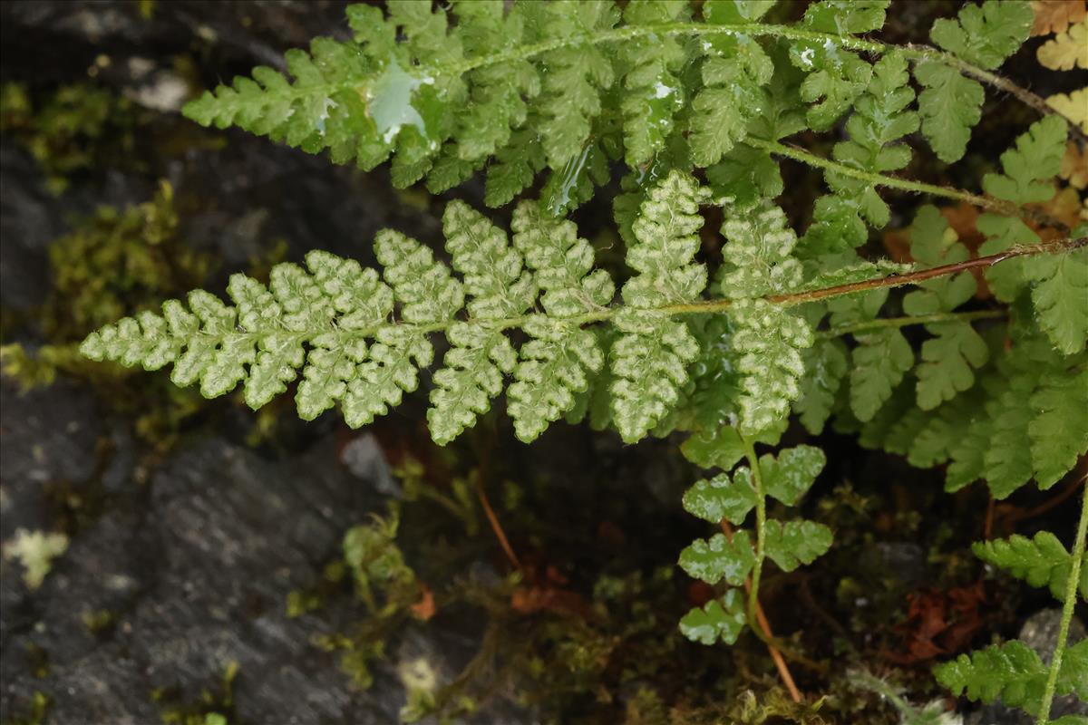 Woodsia ilvensis (door Willem Braam)