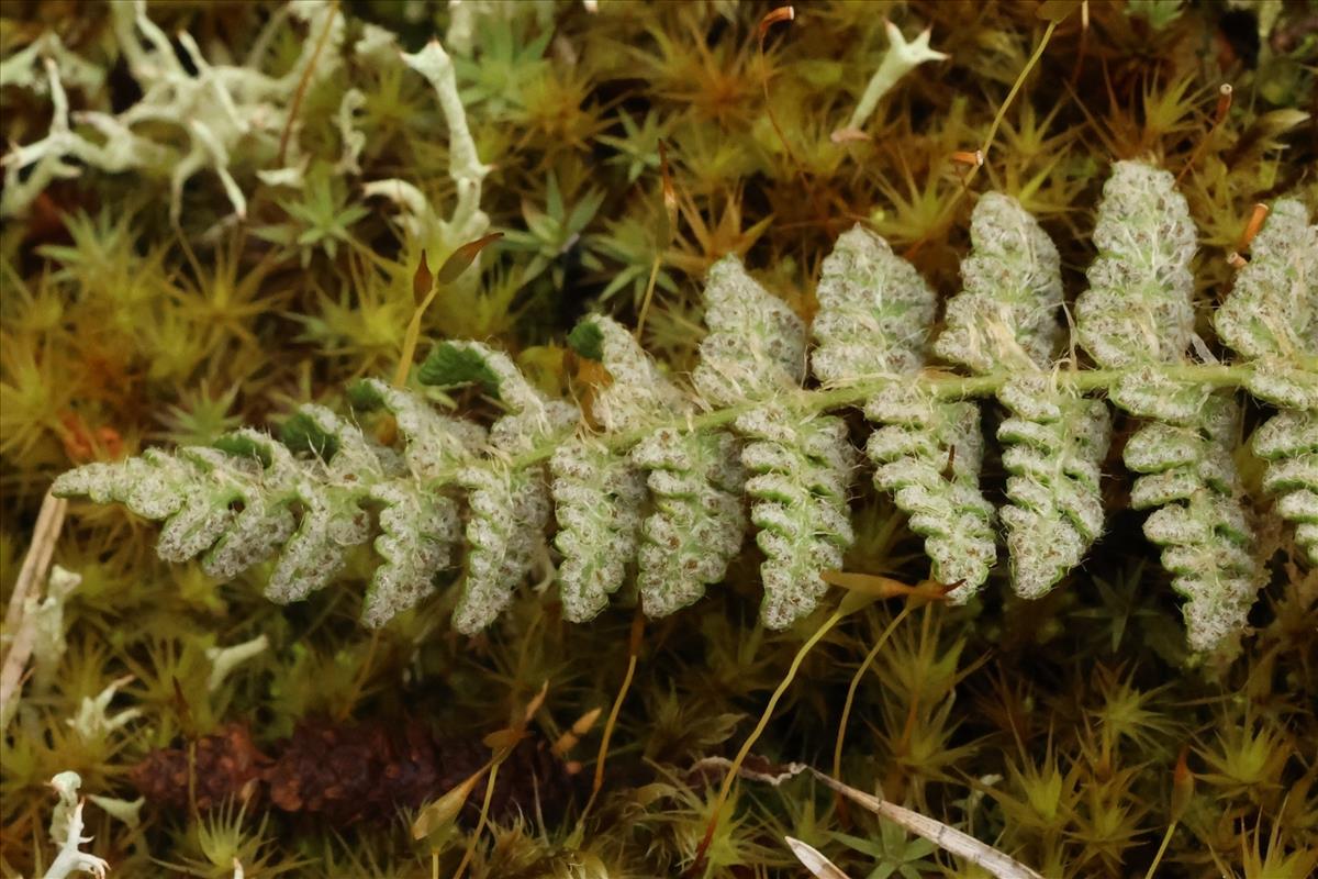 Woodsia ilvensis (door Willem Braam)