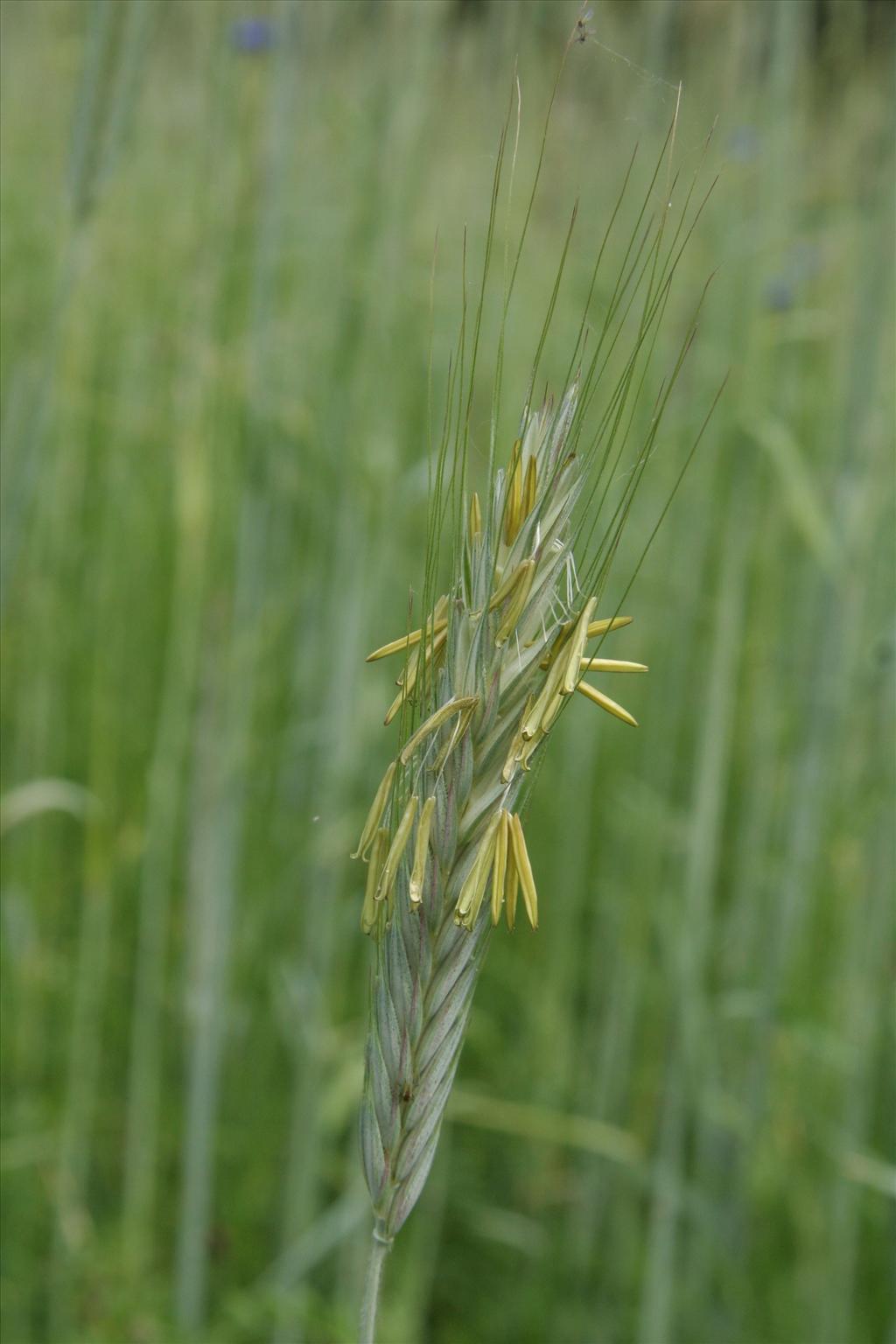 Secale cereale (door Willem Braam)