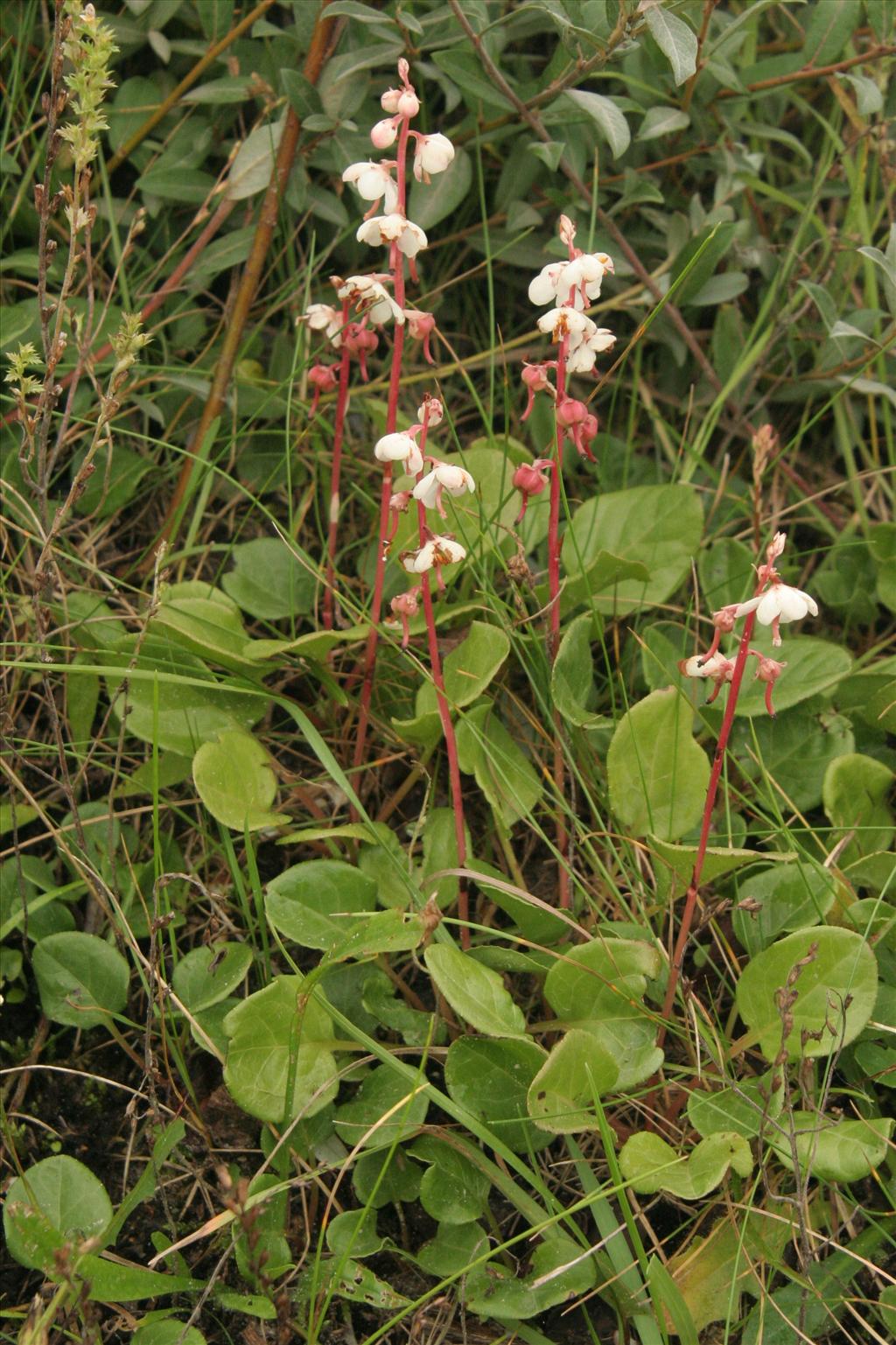 Pyrola rotundifolia (door Willem Braam)