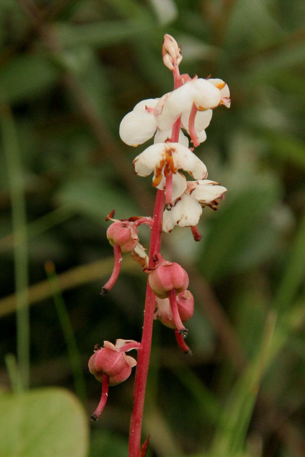 Pyrola rotundifolia (door Willem Braam)