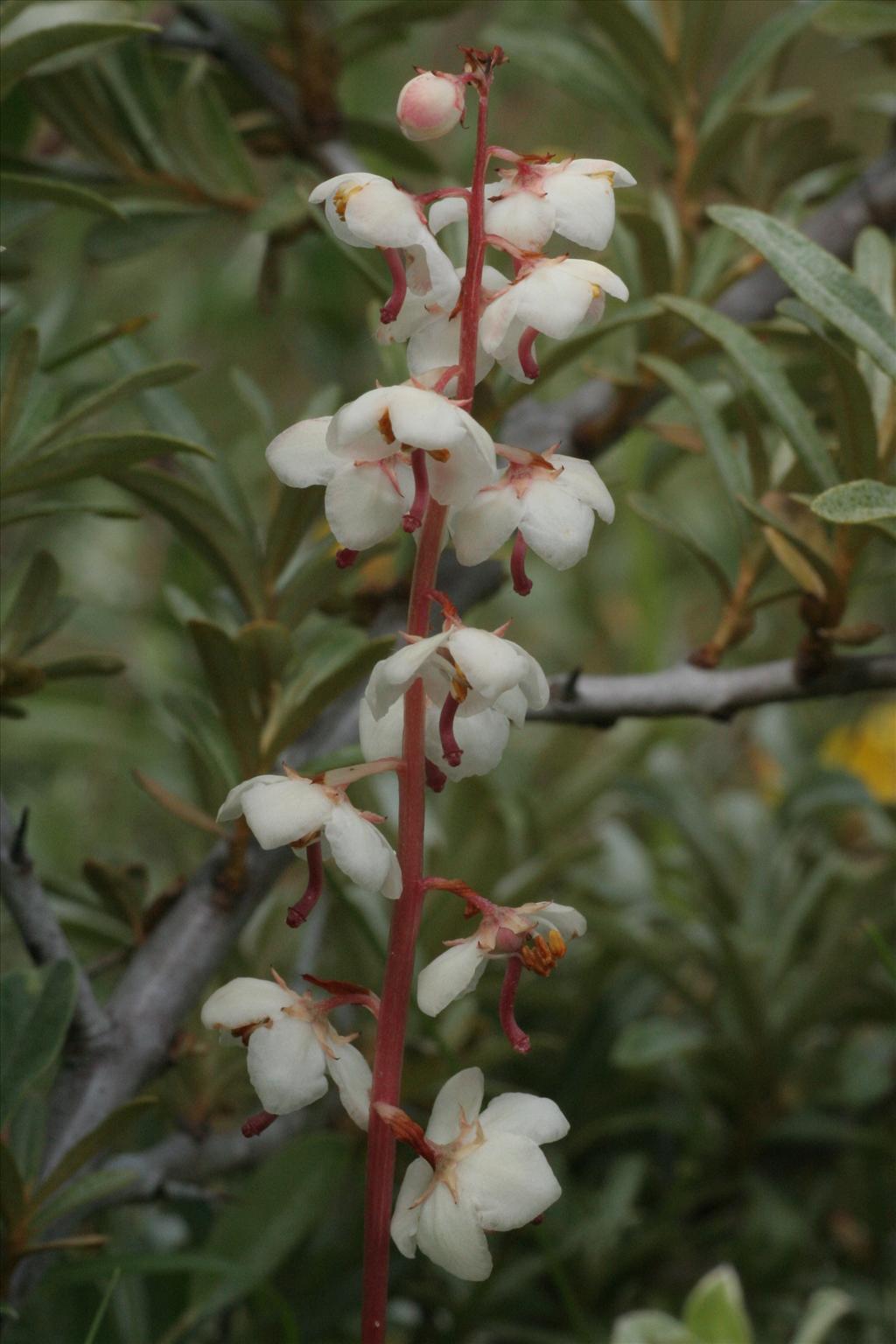 Pyrola rotundifolia (door Willem Braam)