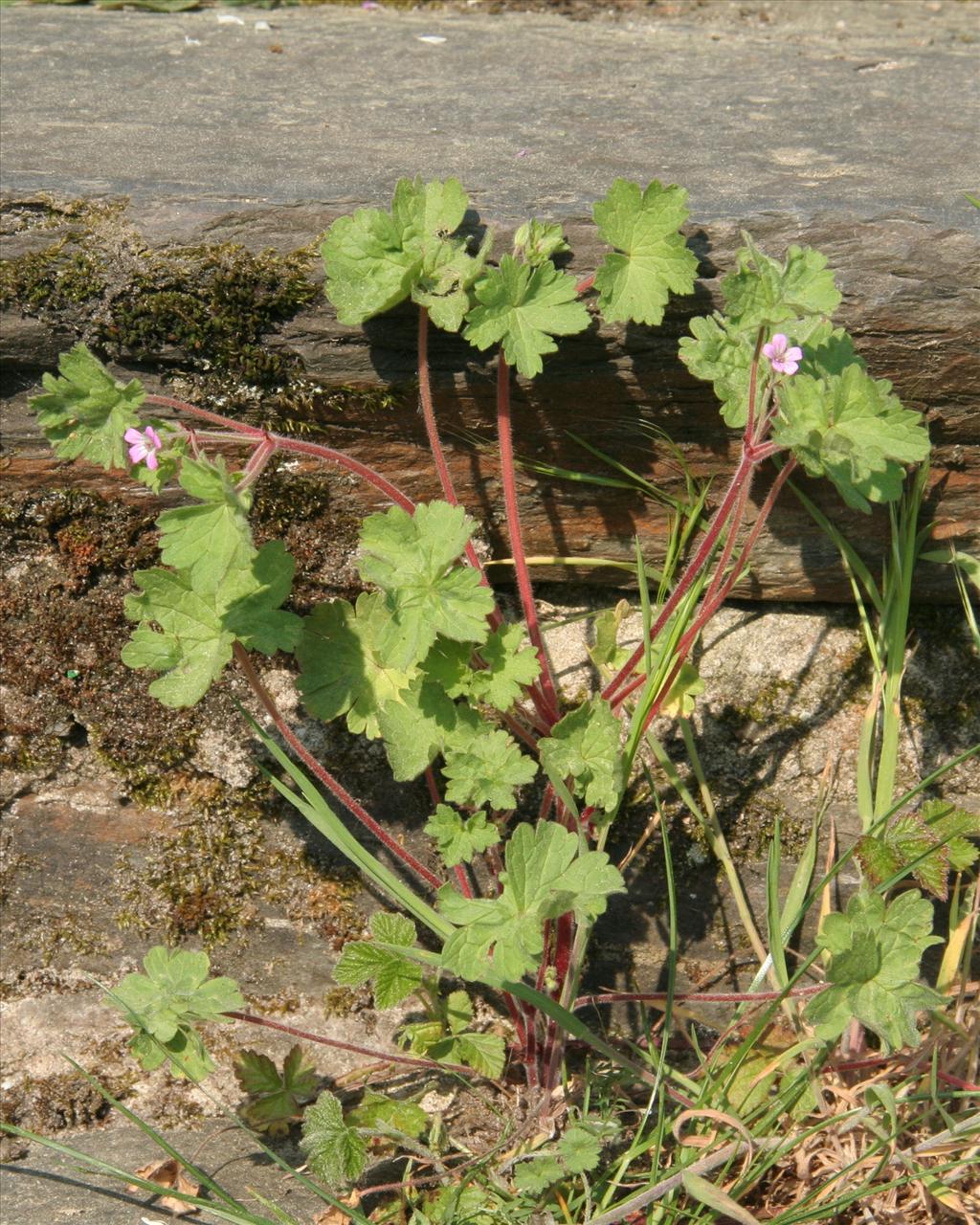 Geranium rotundifolium (door Willem Braam)