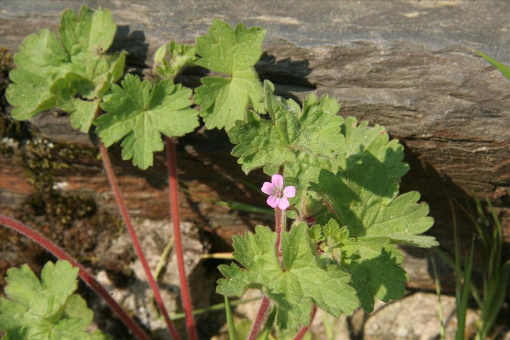 Geranium rotundifolium (door Willem Braam)