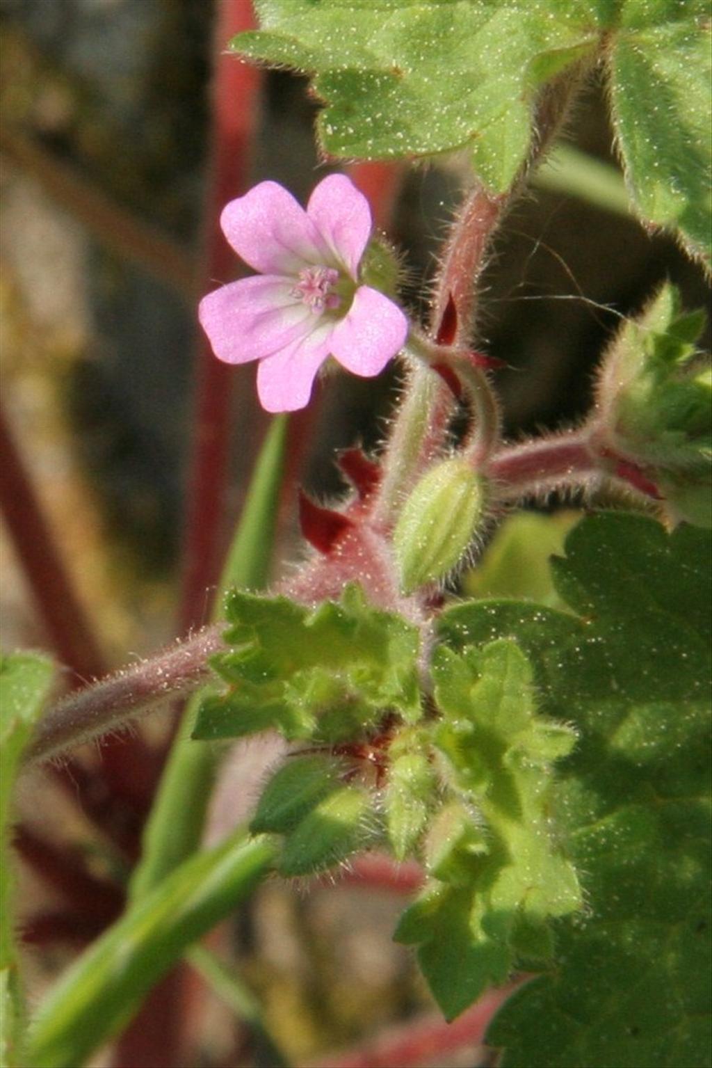 Geranium rotundifolium (door Willem Braam)