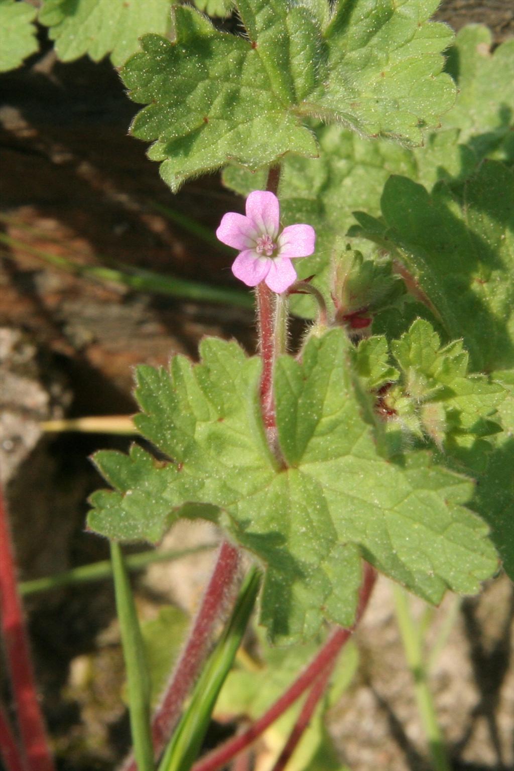 Geranium rotundifolium (door Willem Braam)