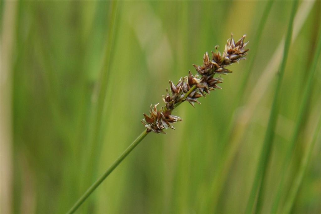 Carex diandra (door Willem Braam)