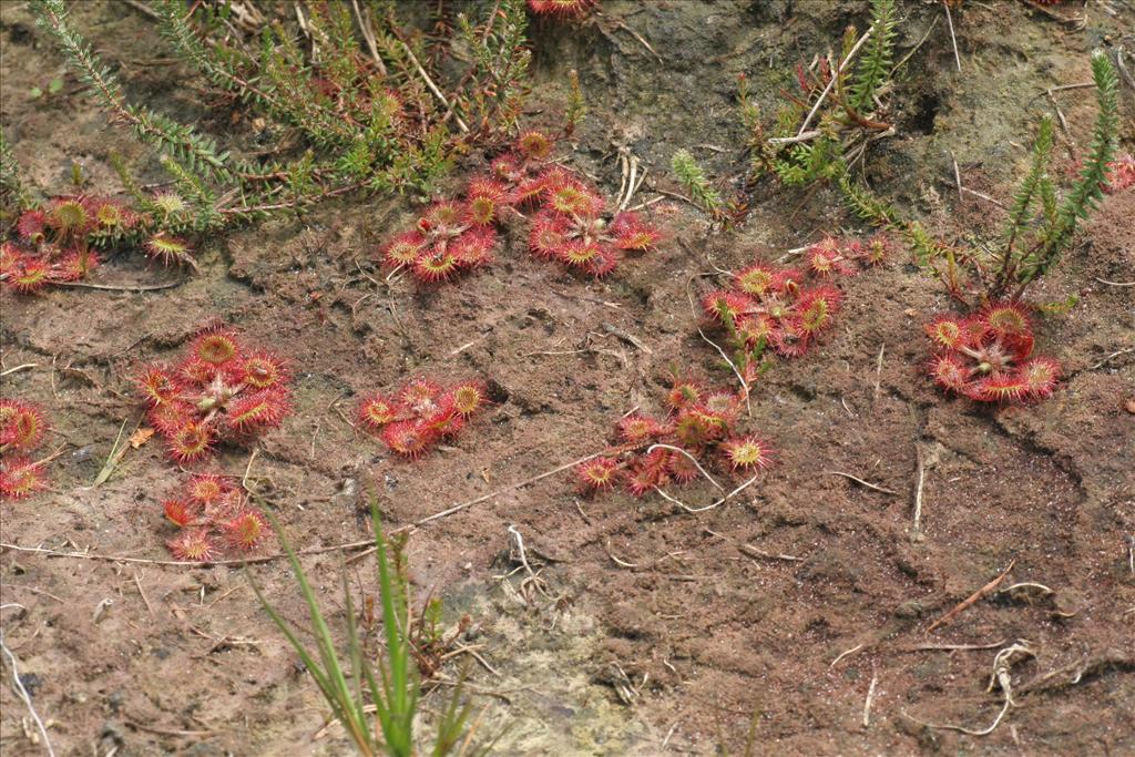 Drosera rotundifolia (door Willem Braam)