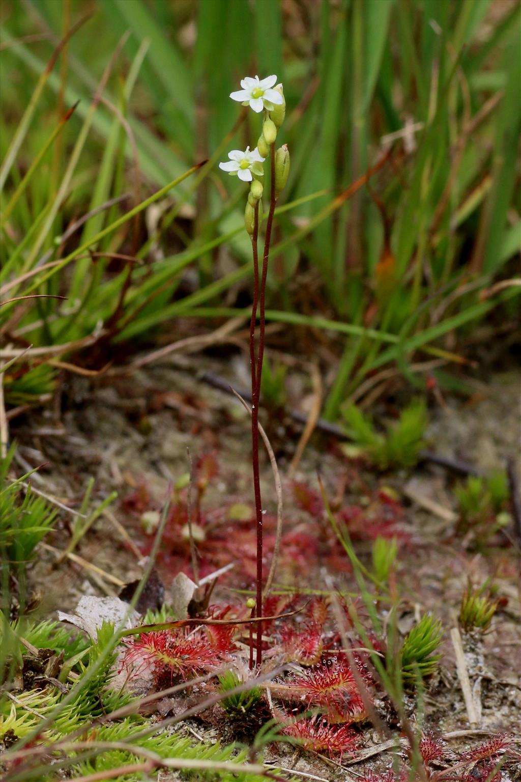 Drosera rotundifolia (door Willem Braam)