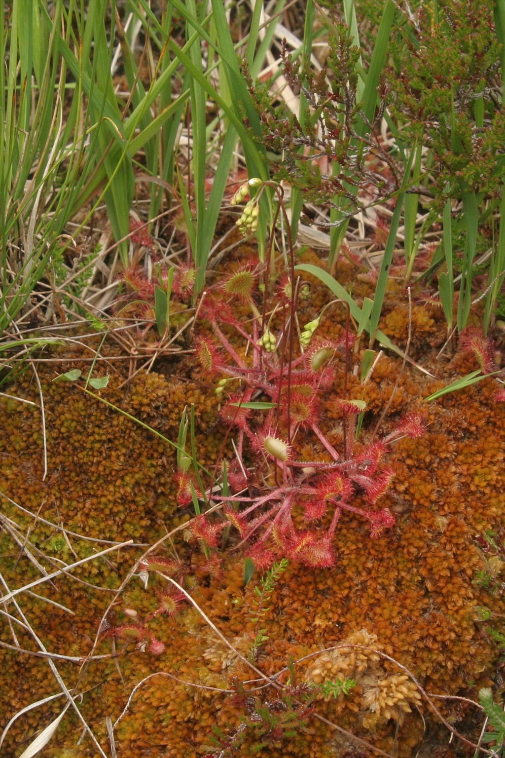 Drosera rotundifolia (door Willem Braam)