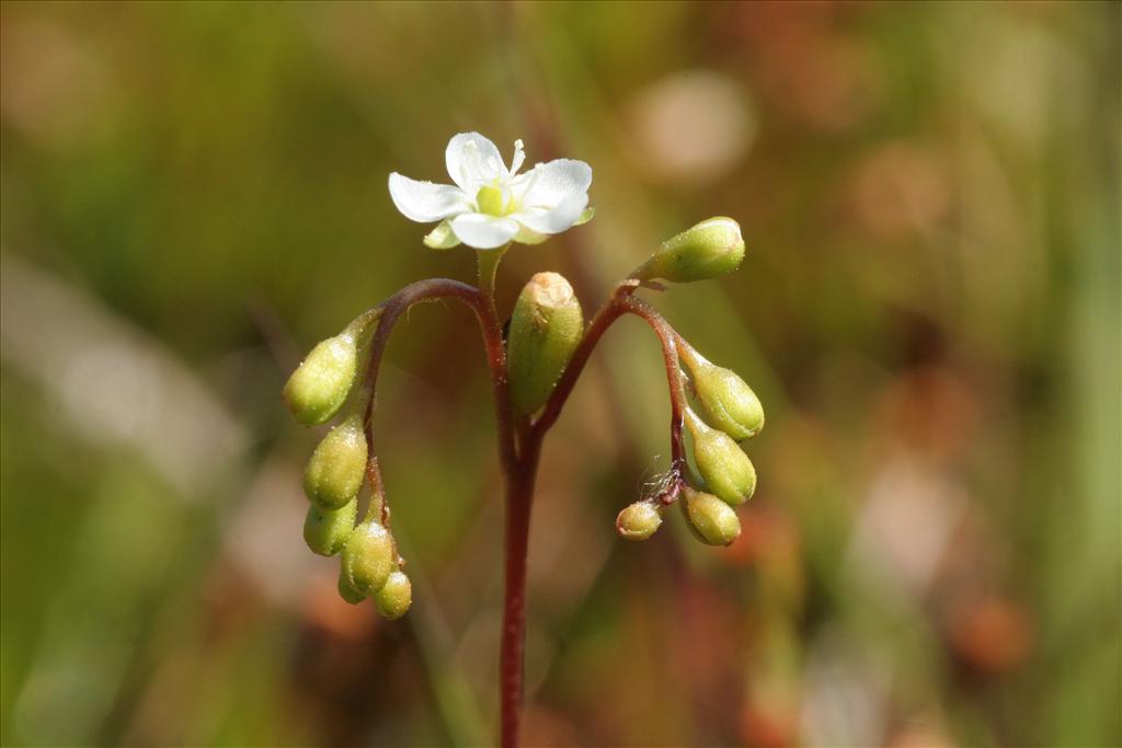 Drosera rotundifolia (door Willem Braam)