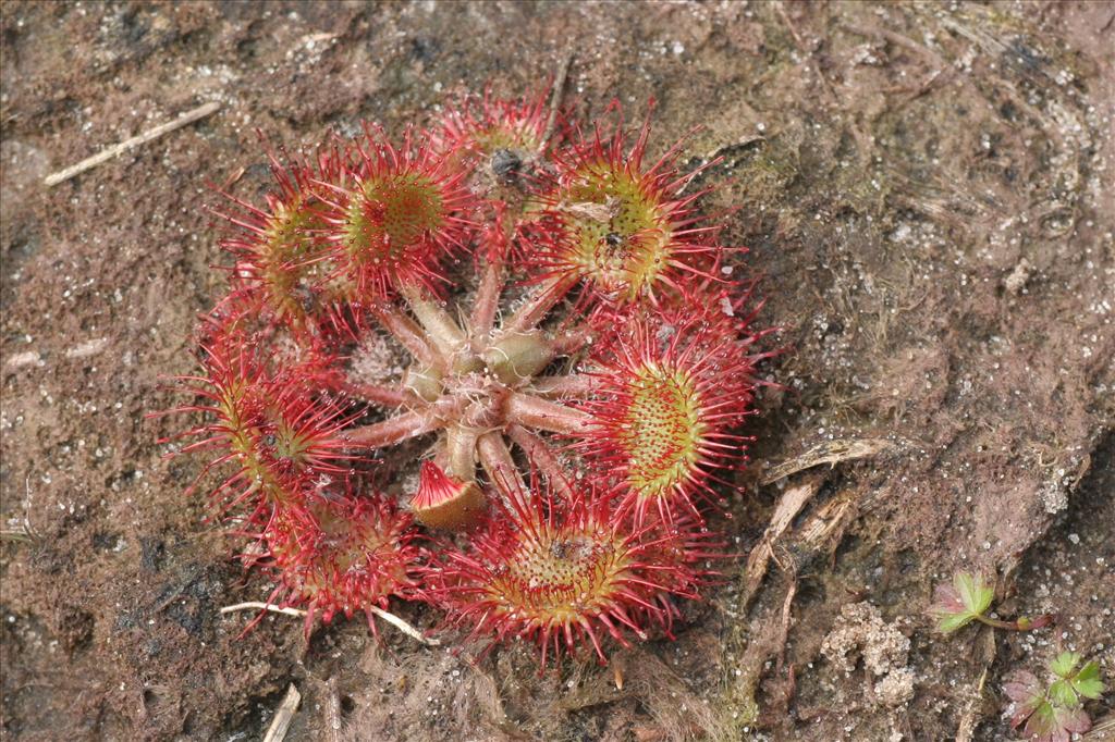 Drosera rotundifolia (door Willem Braam)