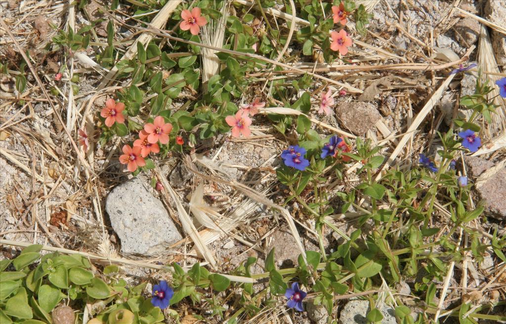 Anagallis arvensis (door Willem Braam)