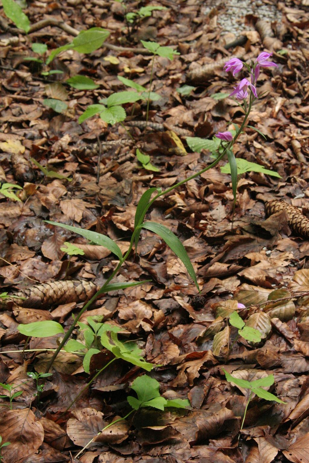 Cephalanthera rubra (door Willem Braam)