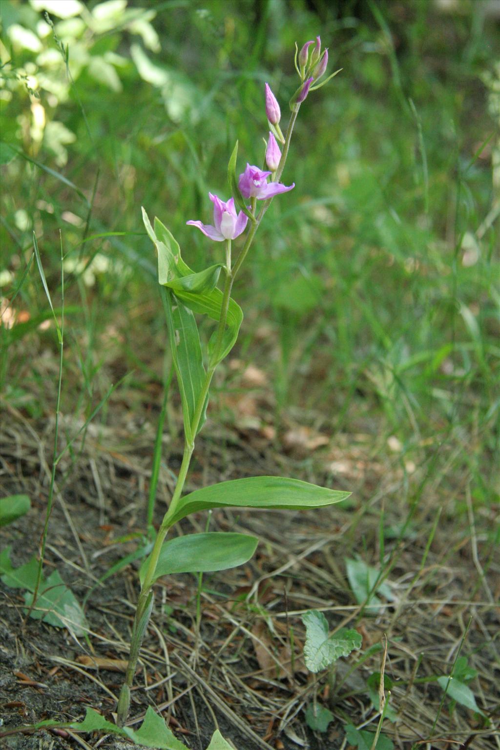 Cephalanthera rubra (door Willem Braam)