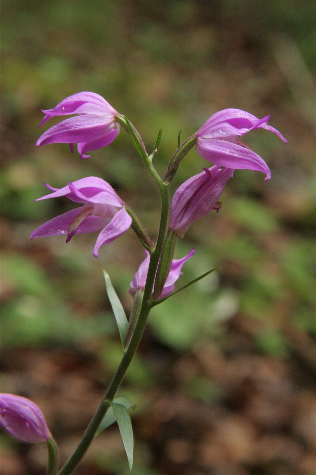 Cephalanthera rubra (door Willem Braam)