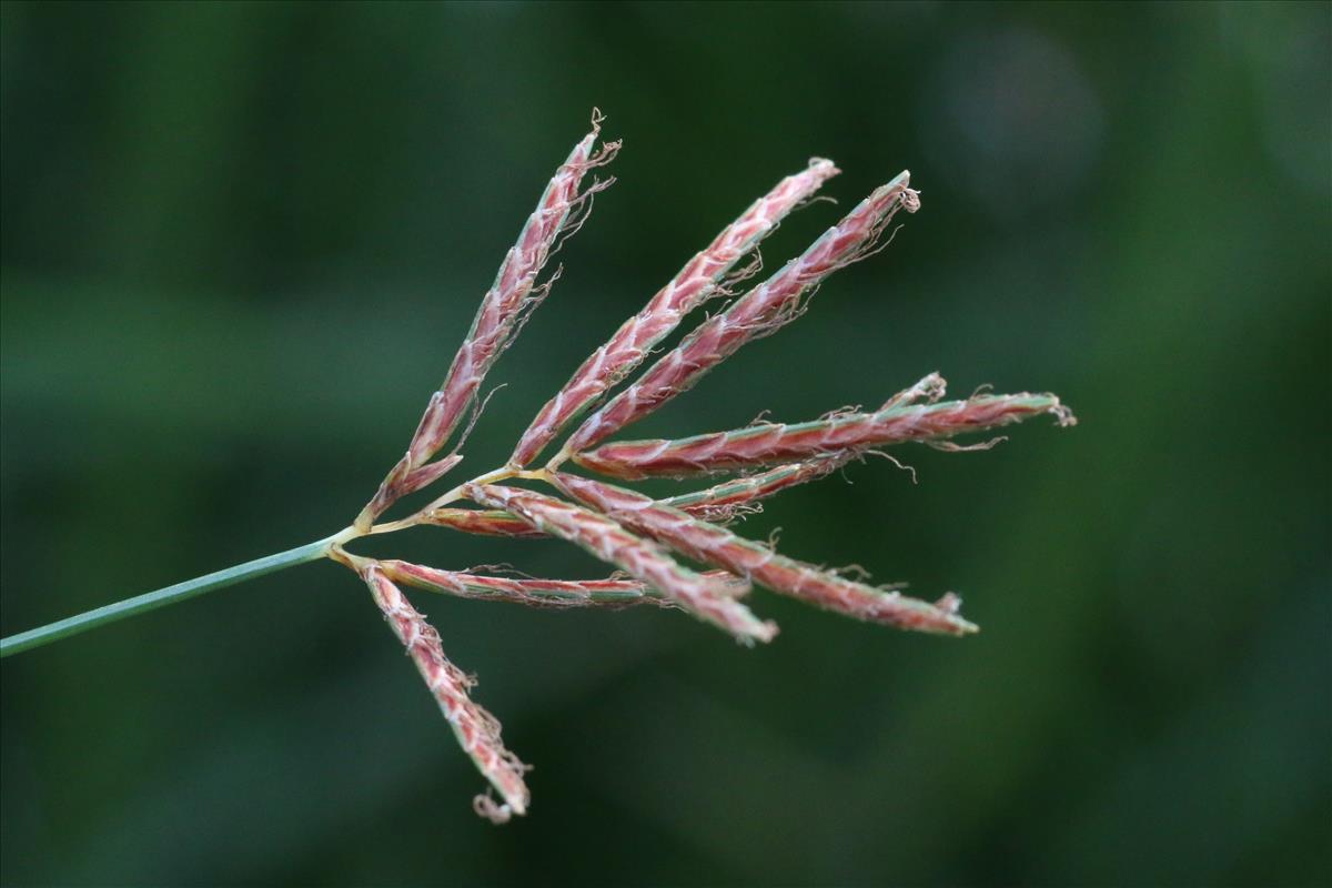 Cyperus longus (door Willem Braam)