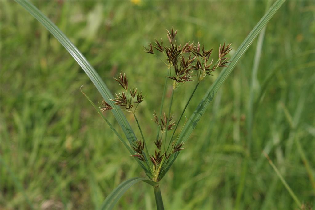 Cyperus longus (door Willem Braam)