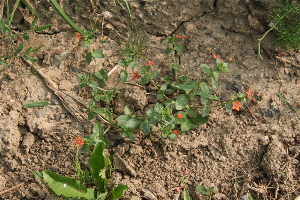 Anagallis arvensis subsp. arvensis (door Willem Braam)