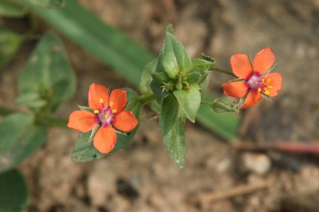 Anagallis arvensis subsp. arvensis (door Willem Braam)