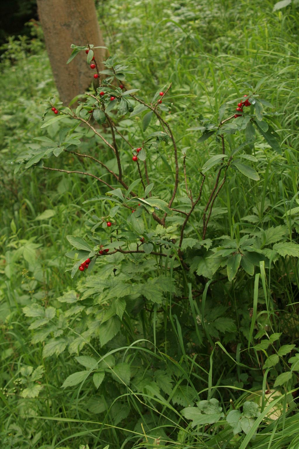 Daphne mezereum (door Willem Braam)