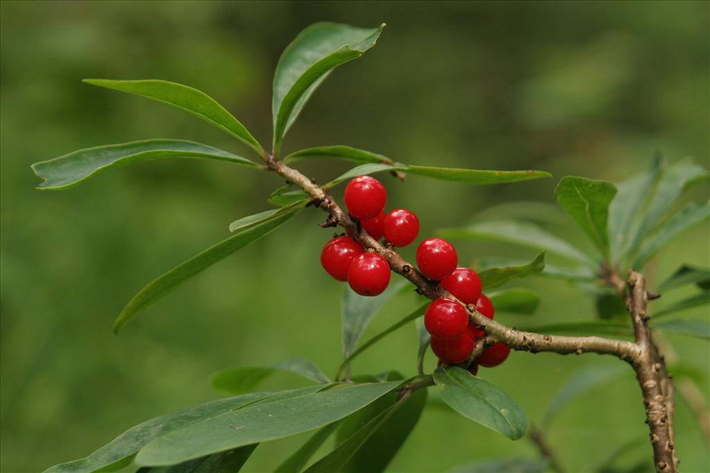 Daphne mezereum (door Willem Braam)