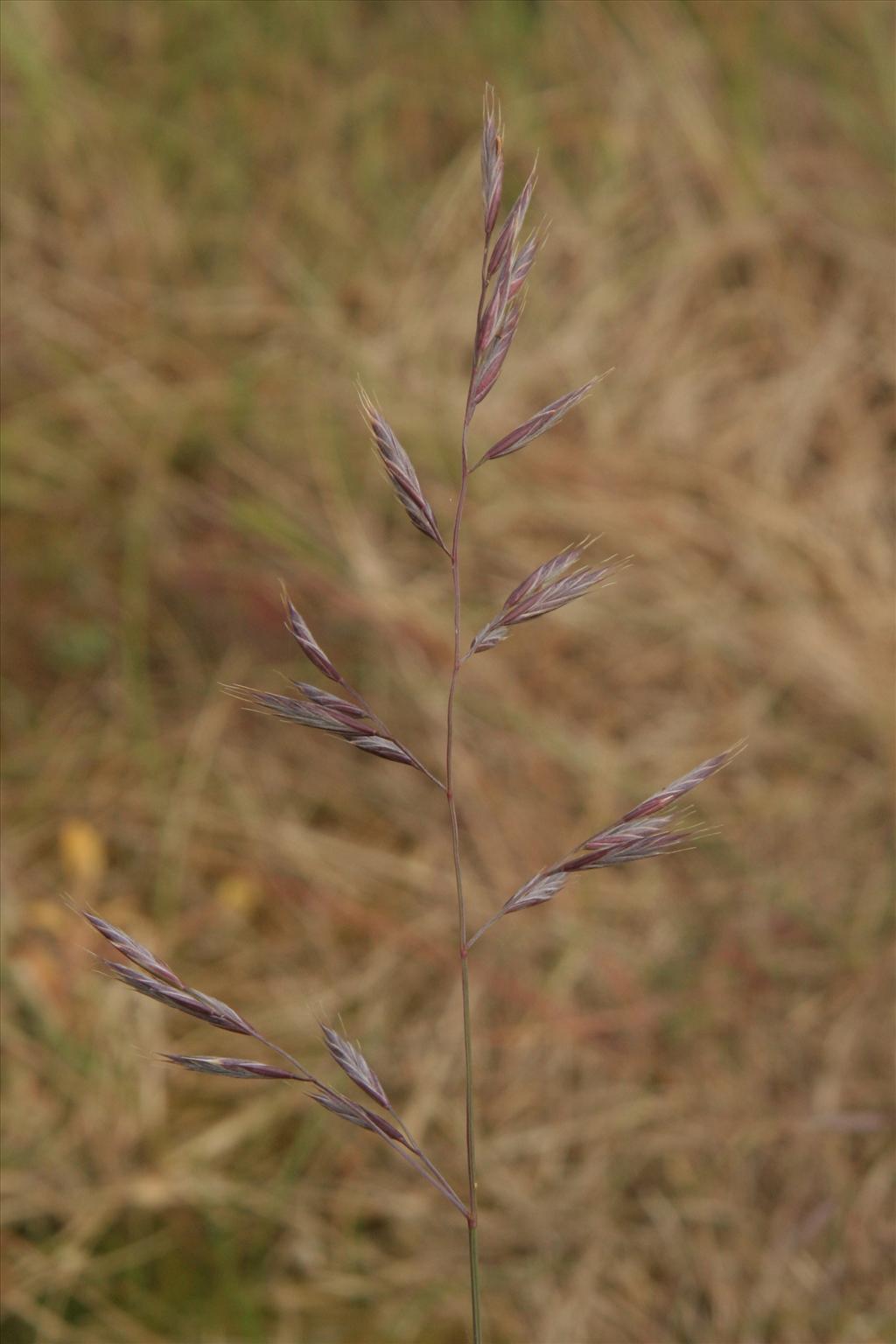 Festuca rubra (door Willem Braam)