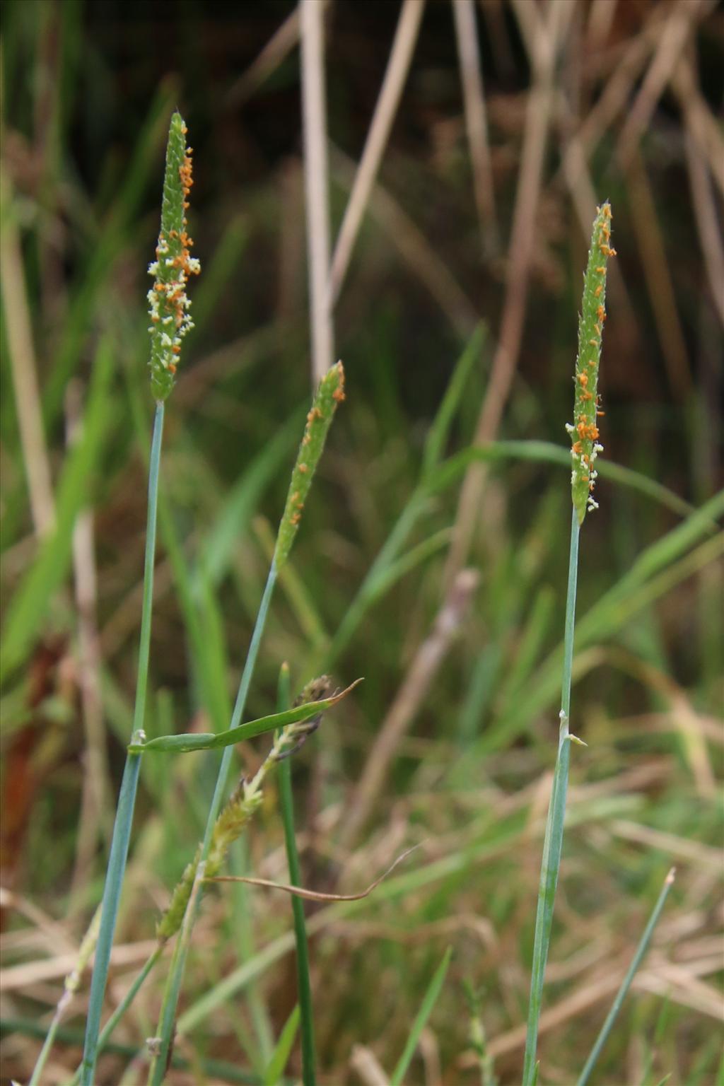 Alopecurus aequalis (door Willem Braam)